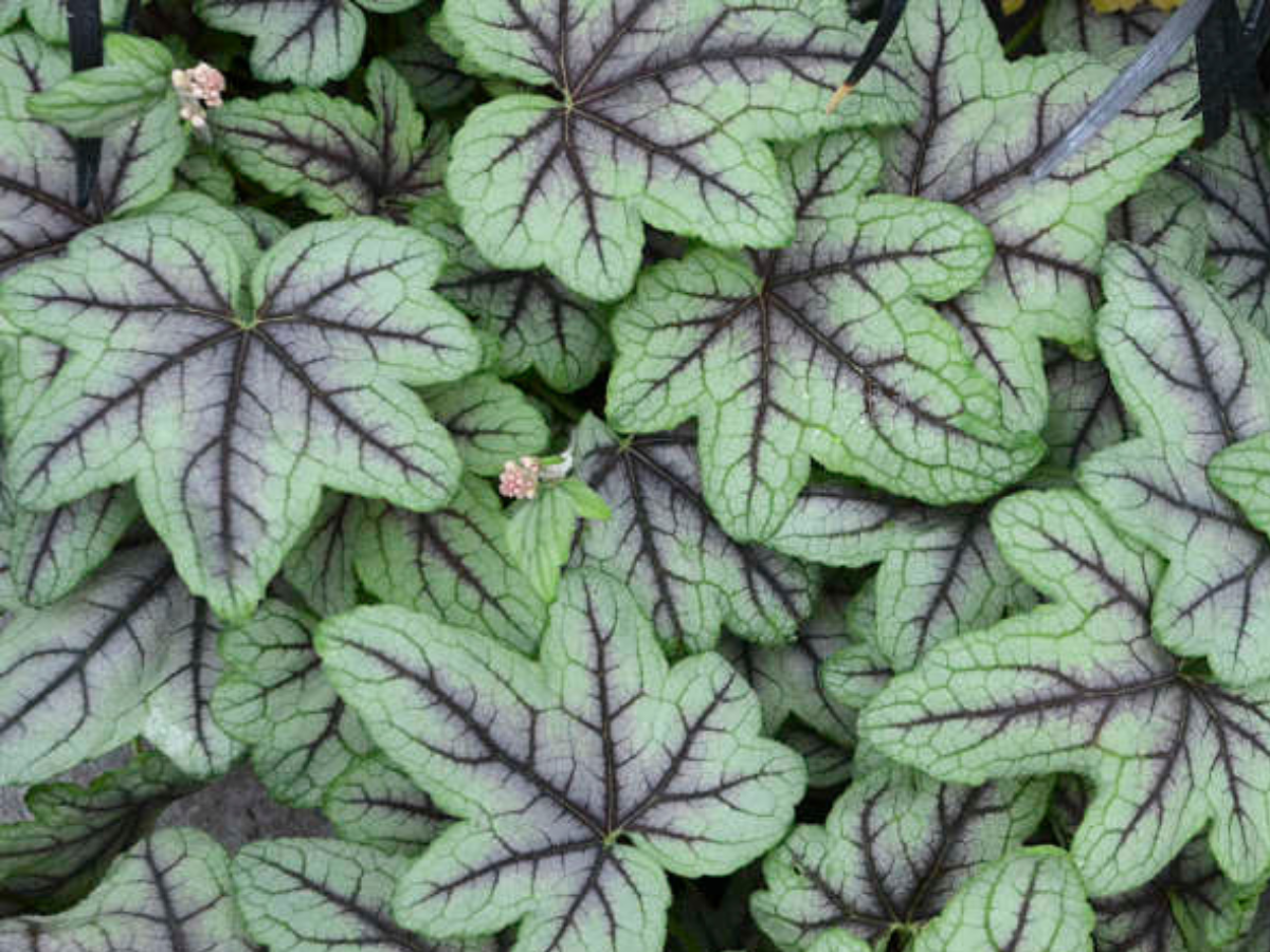 Heuchera foliage varieties used as grounding color and texture in woodland-inspired design
