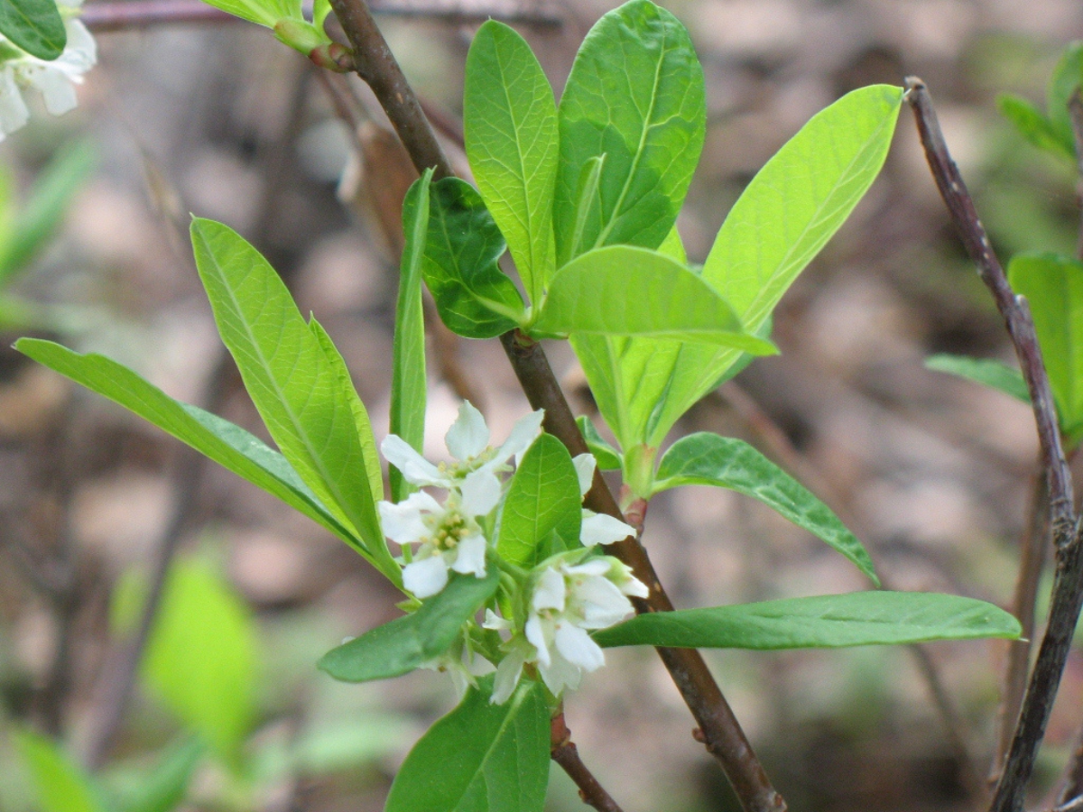 Oemleria branch in early bloom illustrating fleeting late-winter woodland material