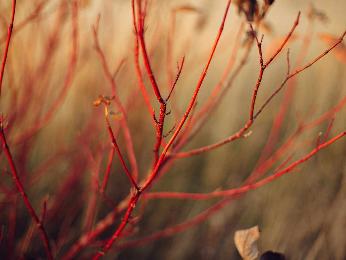 Native dogwood stems showing winter color and architectural line for seasonal floral design