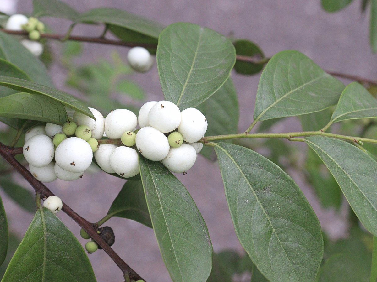 Snowberry stems with luminous white berries gathered in small batches for autumn and winter woodland design