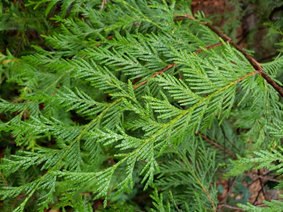 Native Western red cedar stems showing winter color and architectural line for seasonal floral design