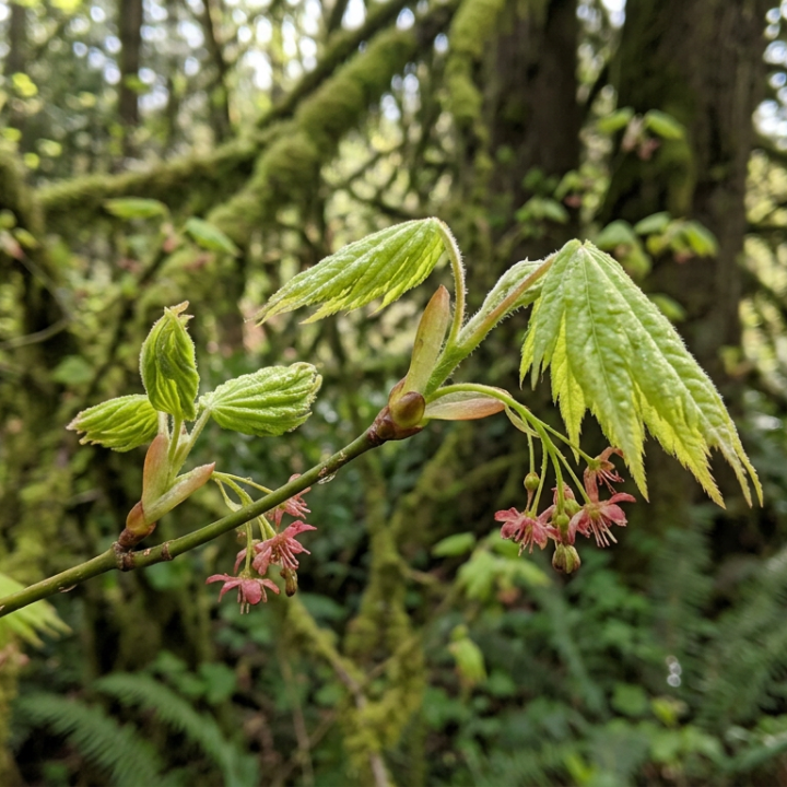 Vine Maple in early spring