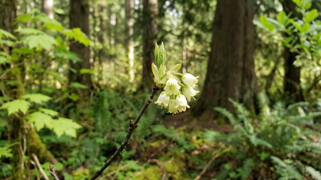 Osoberry Tree in Bloom