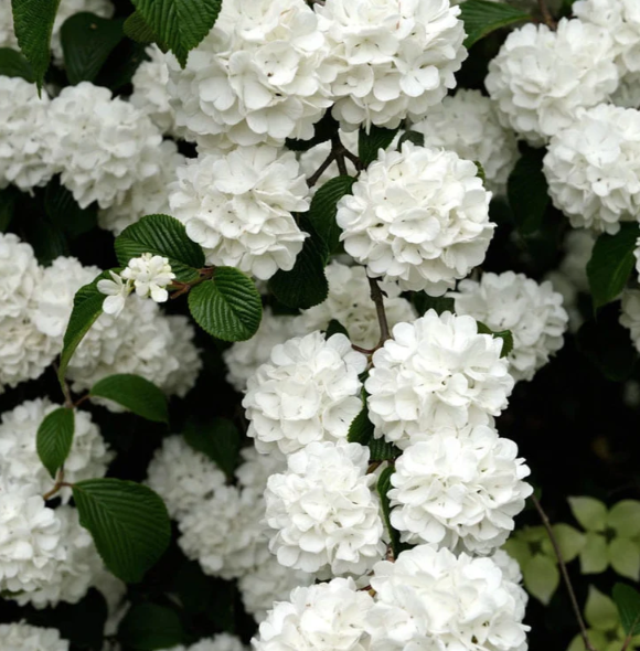 Japanese Snowball Viburnum