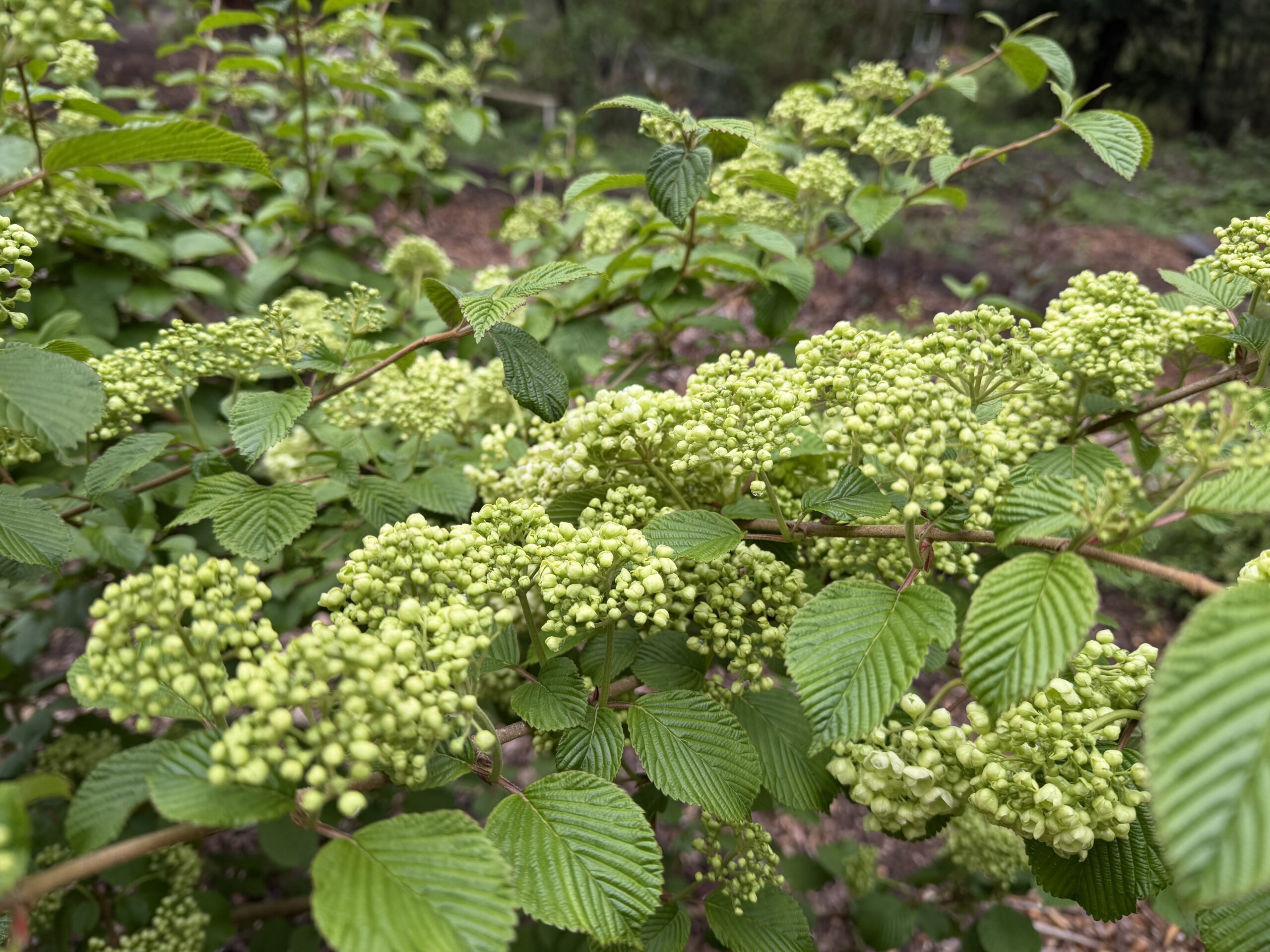 Viburnum-Buds-in-White