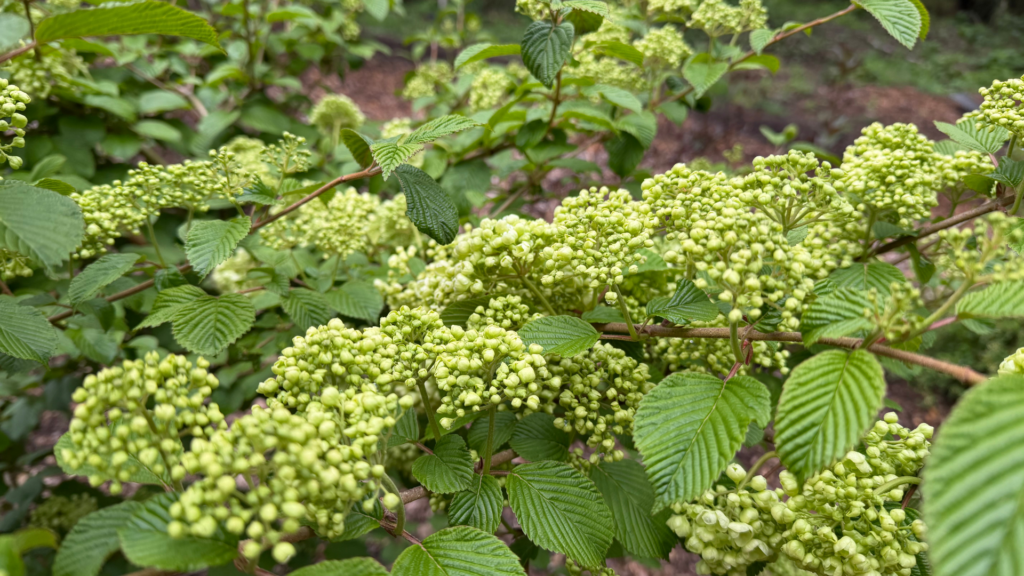 Japanese Snowball Viburnum for floral designers just turning white