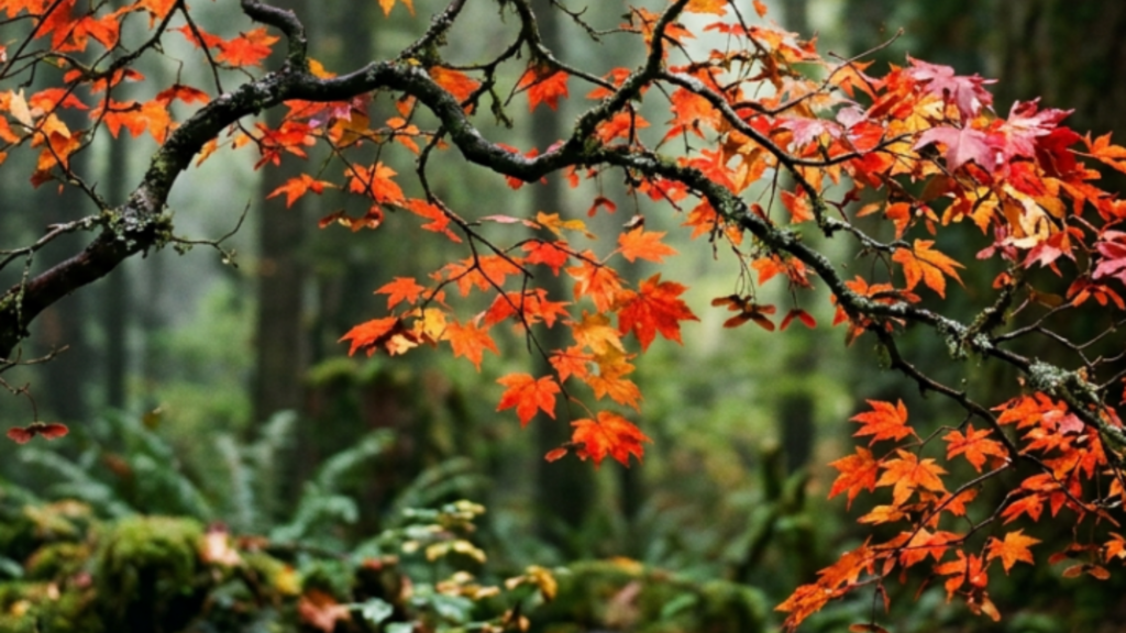 Vine maple branches in Autumn in a woodland setting