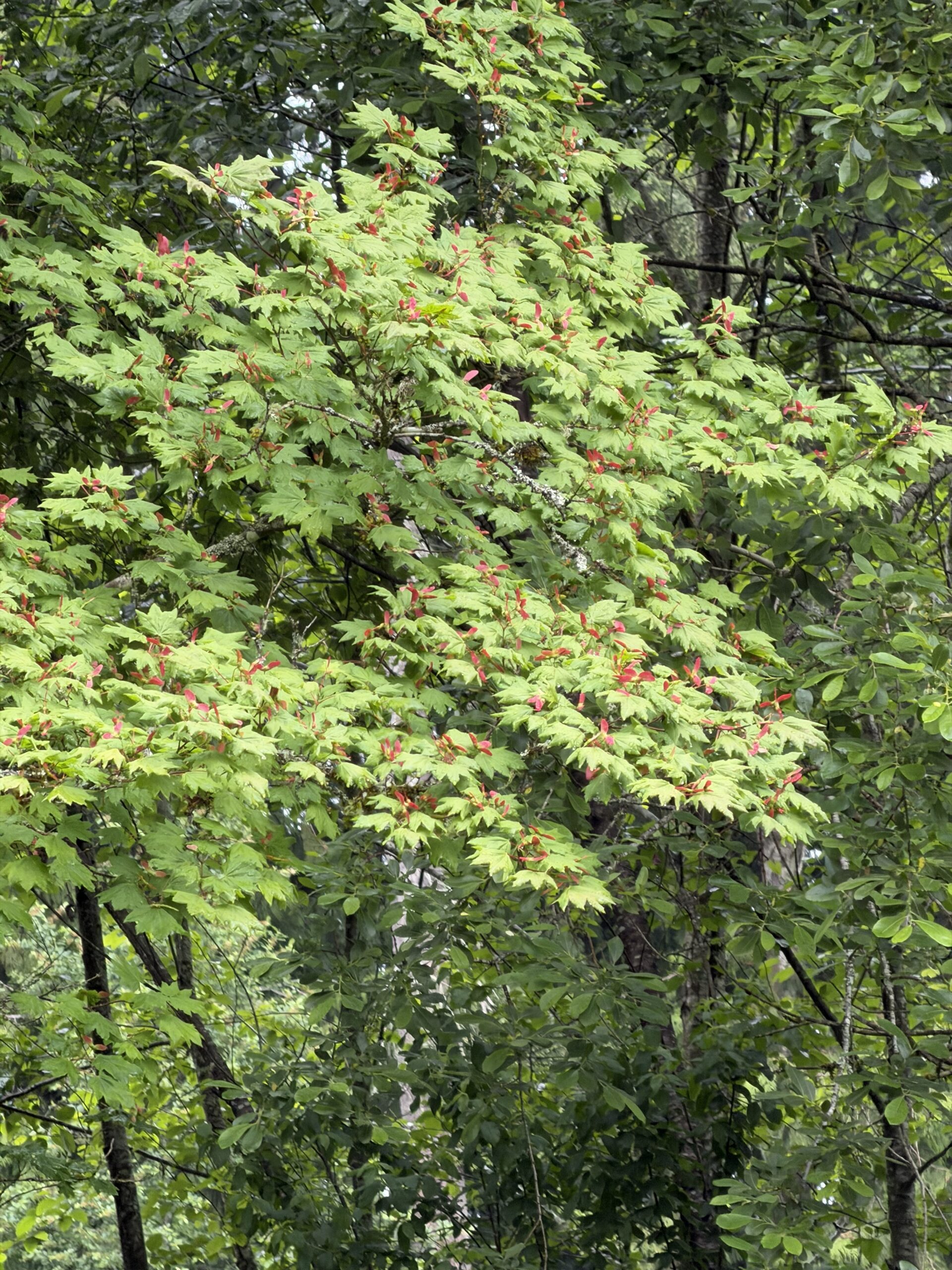 Vine maple branches with red samaras against chartreuse spring foliage, Arlington Washington