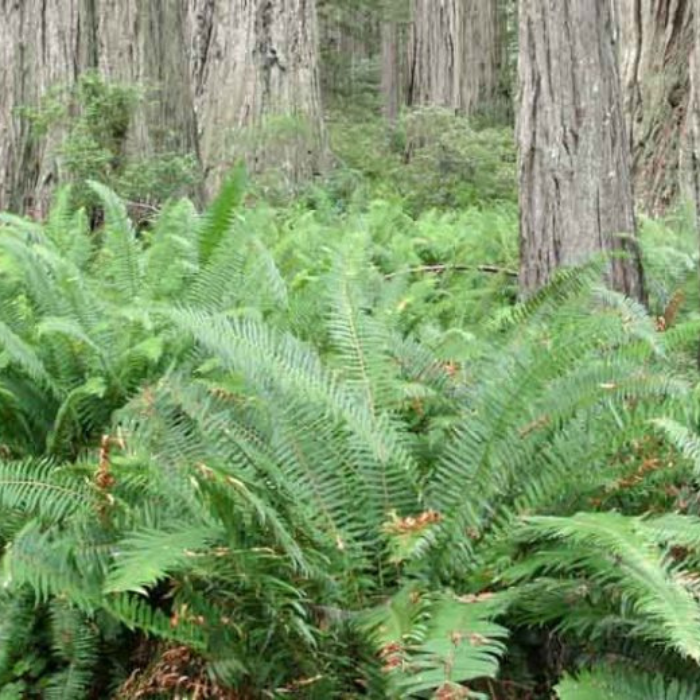 Western Sword Fern