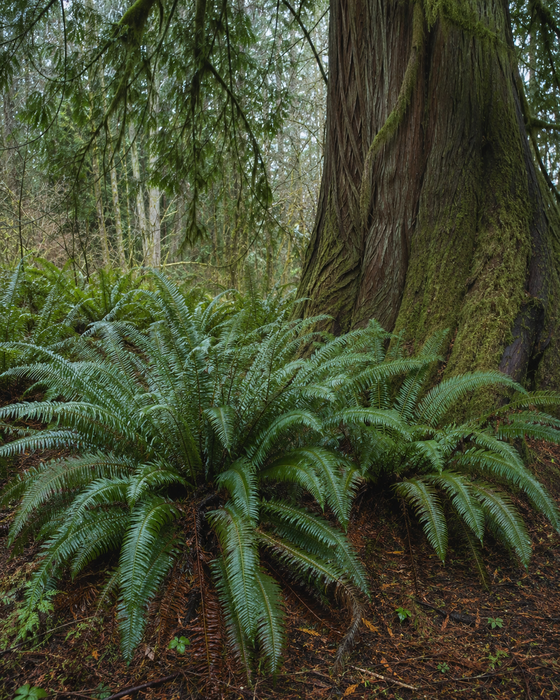 Large Western sword fern with sculptural fronds growing at the base of a moss-covered tree in a Pacific Northwest woodland.