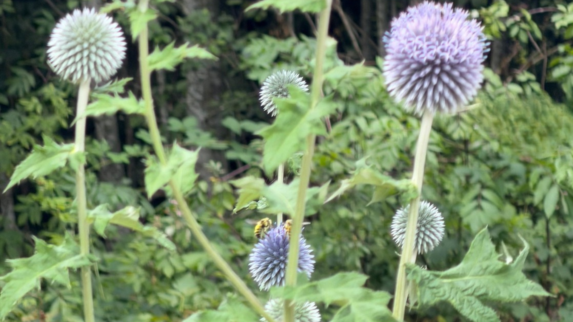 Echinops ritro in late‑summer architecture, spherical blue‑violet heads held on upright stems within the Arlington–Stanwood woodland, showing clear silhouette and cool-toned structure against dense green foliage.