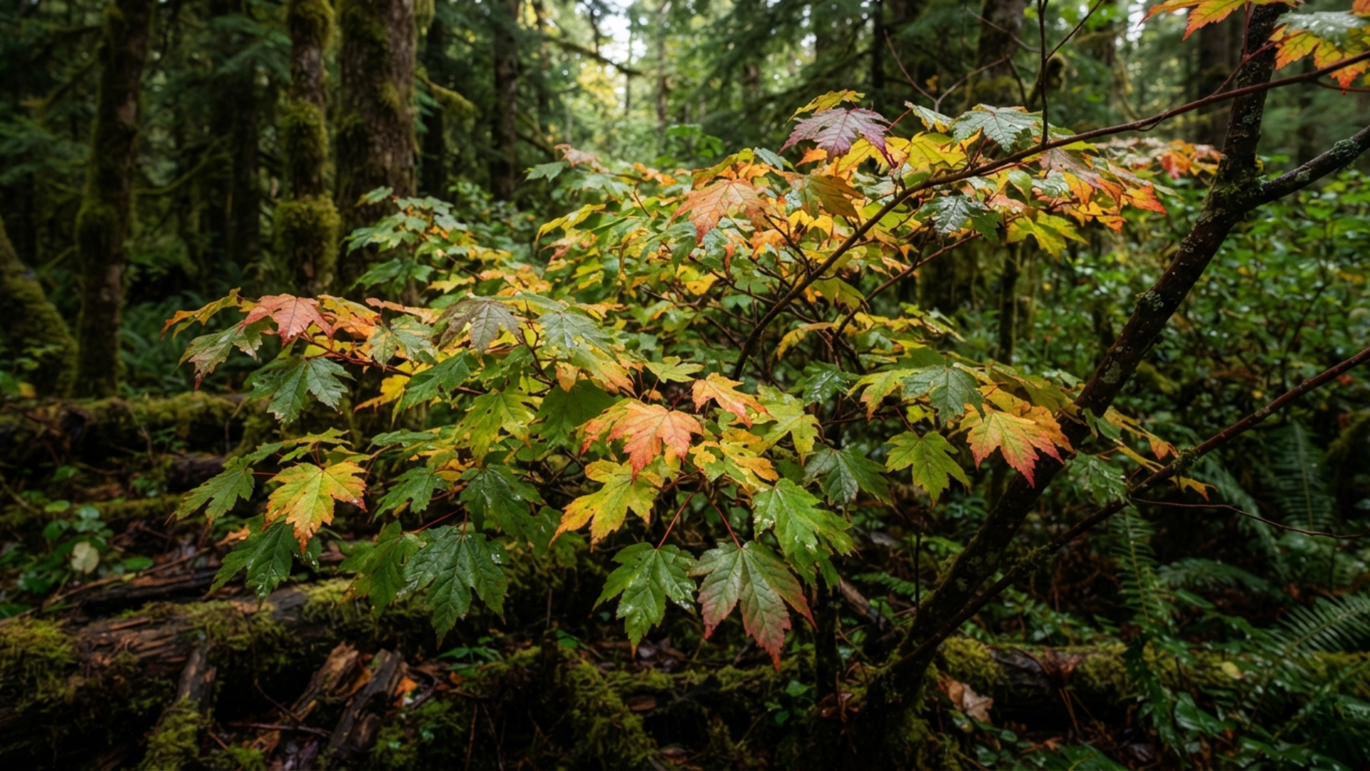 Vine maple (Acer circinatum) in a Pacific Northwest woodland beginning its late-summer transition, with green leaves showing early hints of gold and red against a moss-covered forest backdrop.