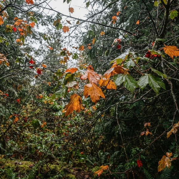 Vine maple leaves beginning to turn orange at the woodland edge after the first autumn rain, interior still green.