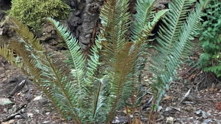 Western sword fern for floral designers — Polystichum munitum with upright first-season fronds emerging from a reclaimed crown on the Woody Shoots woodland floor, Arlington-Stanwood corridor, Washington. Moss-covered fallen log anchors the background.