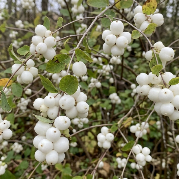 Snowberry clusters with matte white berries on slender branching in soft October light